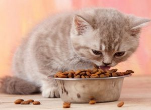 Cum se alege hrana si mancare uscata pentru pisici?