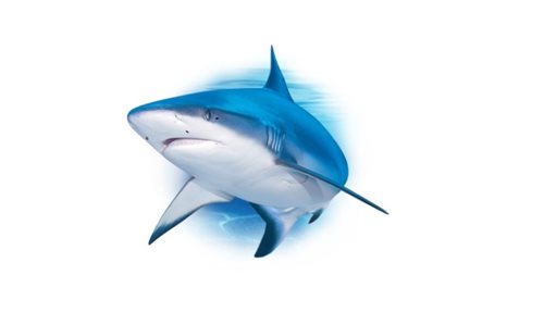 Ce este cartilajul de rechin?